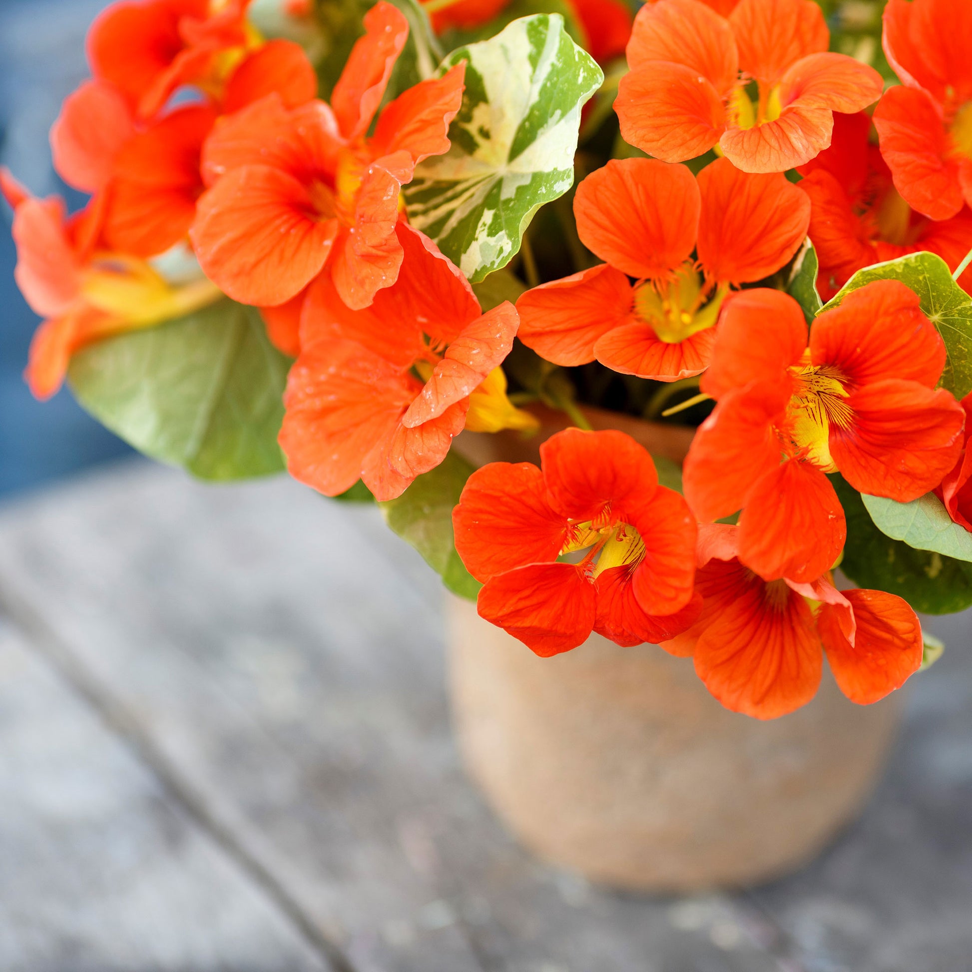 nasturtium alaska scarlet