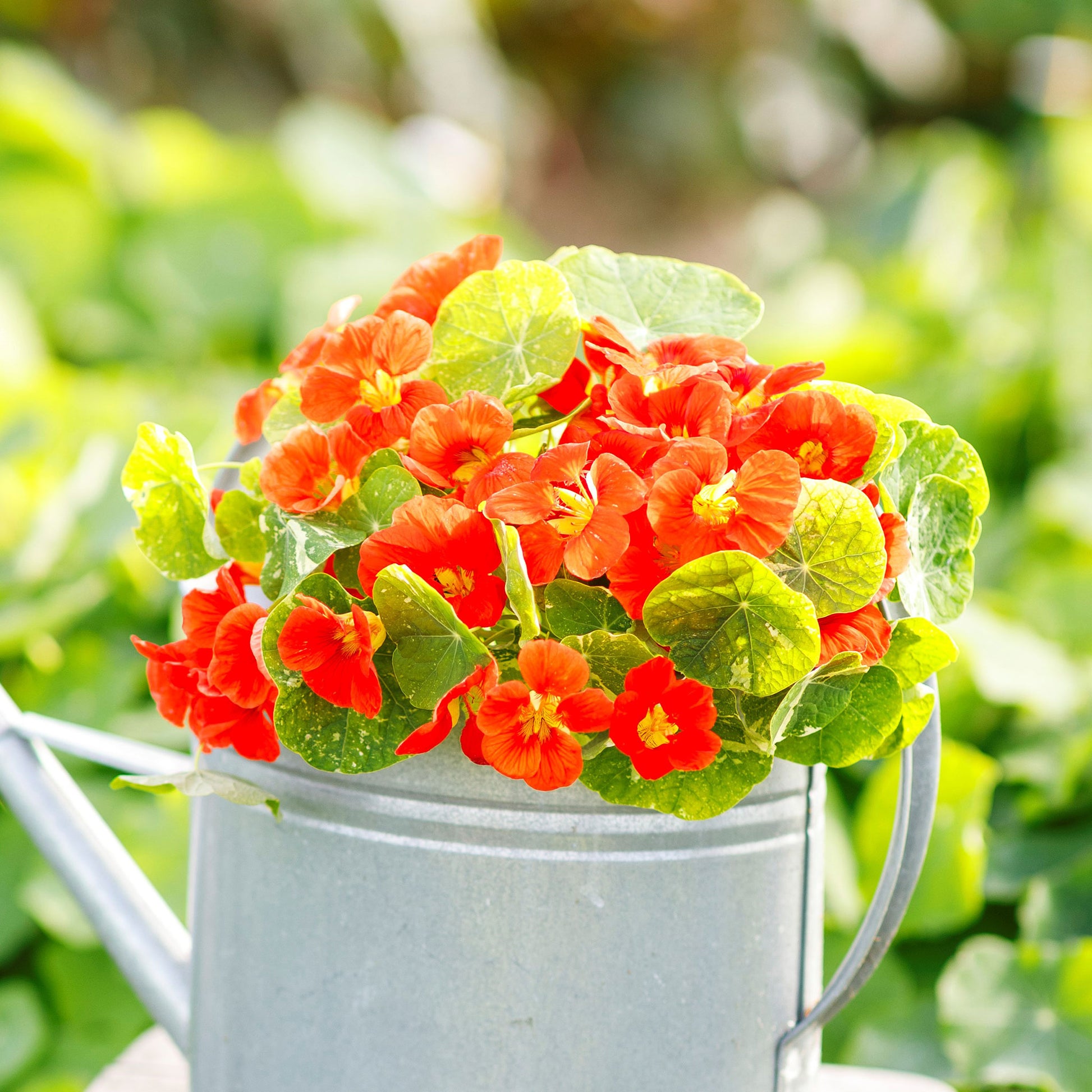 nasturtium alaska scarlet