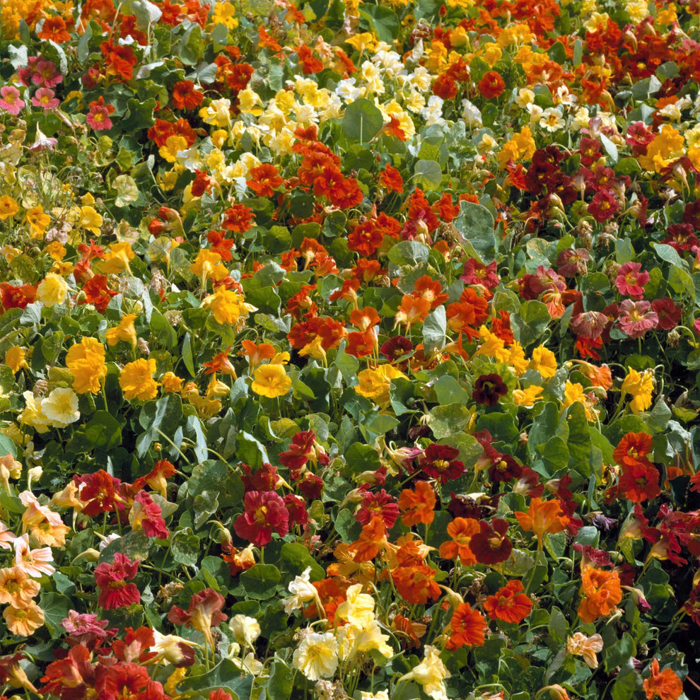 Nasturtium Seeds Jewel Mix Flower Seeds in Packets & Bulk Eden