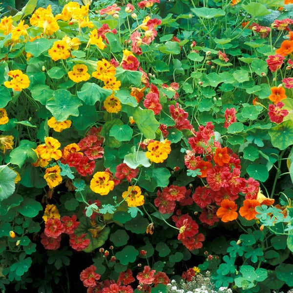 Nasturtium Seeds Jewel Mix Flower Seeds in Packets & Bulk Eden