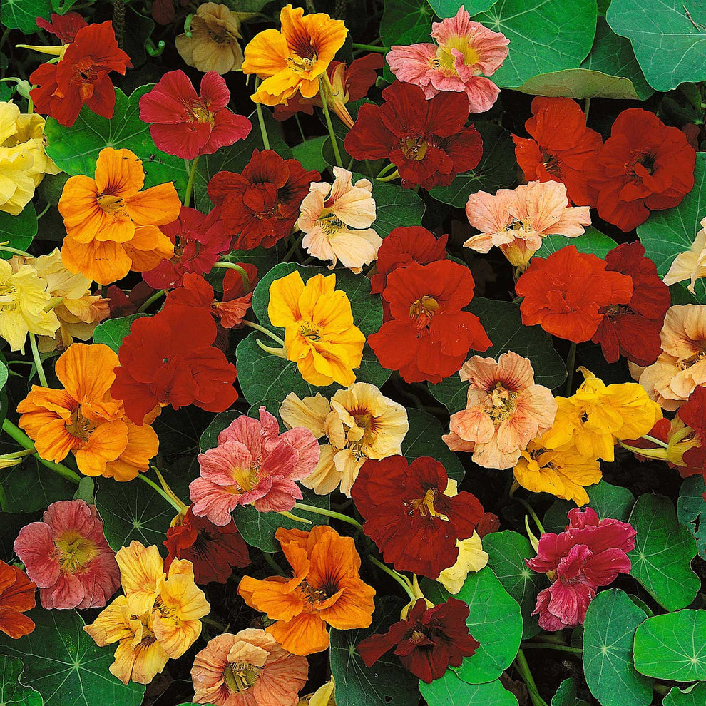 Nasturtium Seeds Jewel Mix Flower Seeds in Packets & Bulk Eden