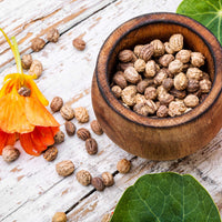 Nasturtium Seeds (Dwarf) - Jewel Mix