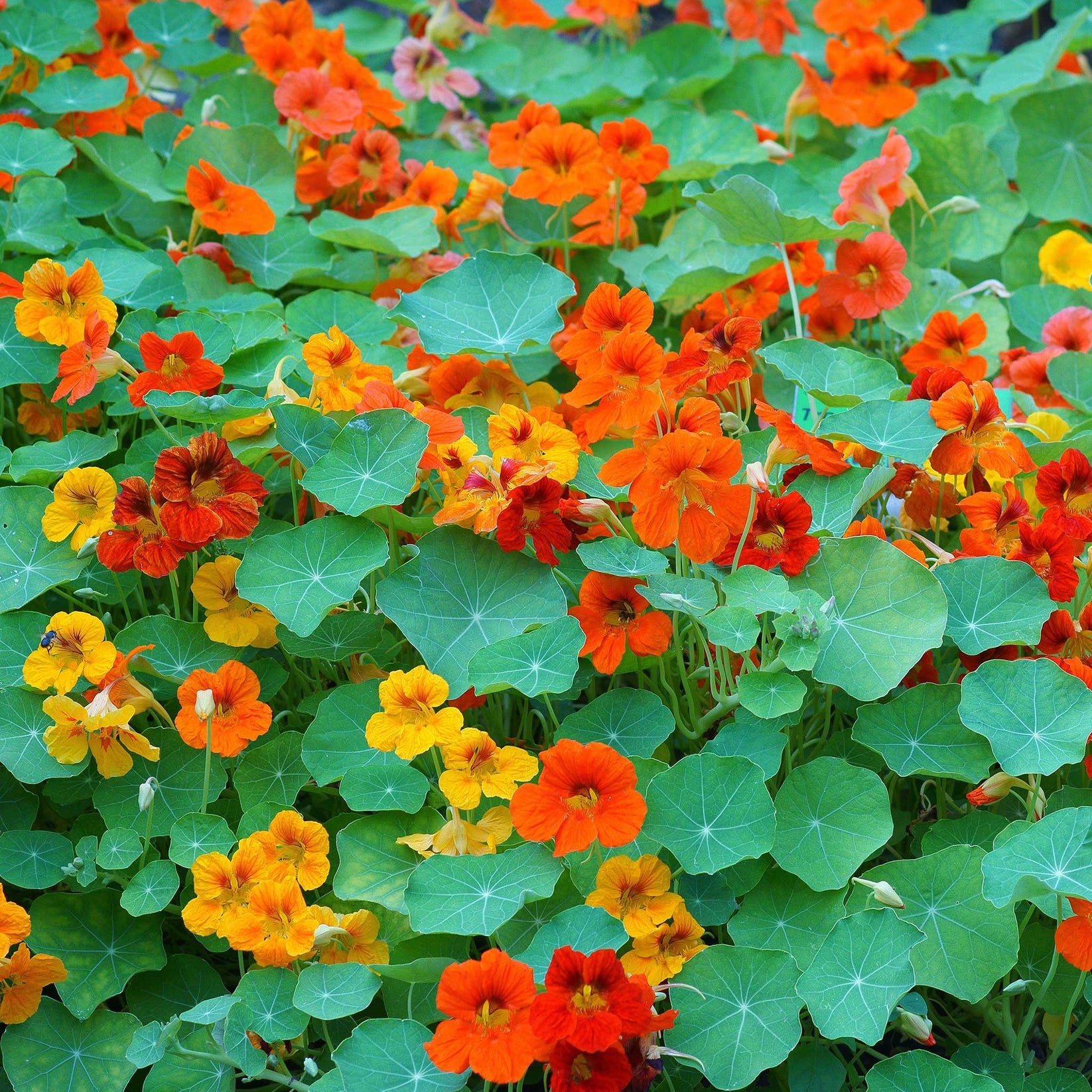 Nasturtium Seeds Mixed Colors Flower Seeds in Packets & Bulk Eden