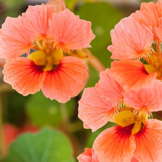 Nasturtium Seeds Shop 28 Varieties Eden Brothers
