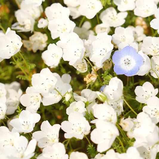 snow white nemophila 