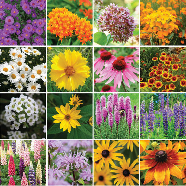 Northeast All Perennial Wildflower Seed Mix Eden Brothers