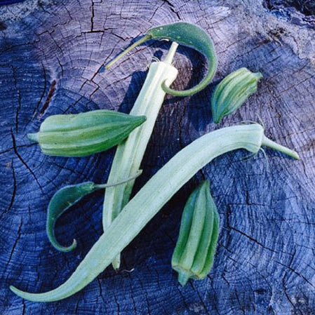 cow horn okra 