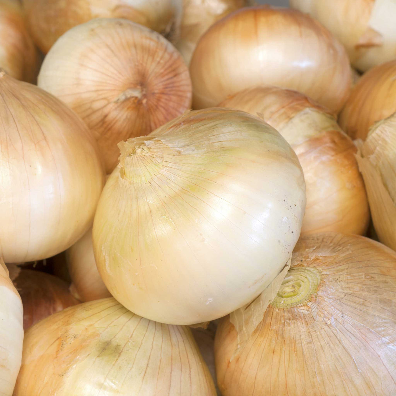 Onion Seeds Walla Walla Sweet Vegetable Seeds in Packets & Bulk