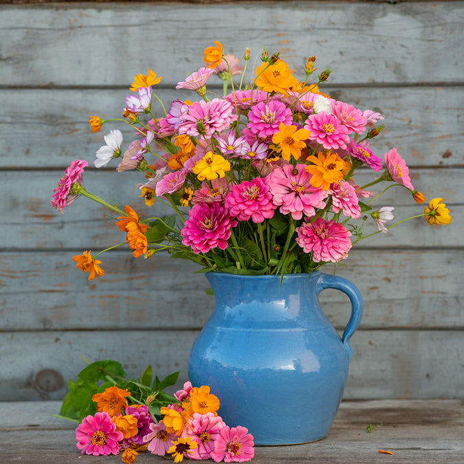 orange sherbet flower seed mix