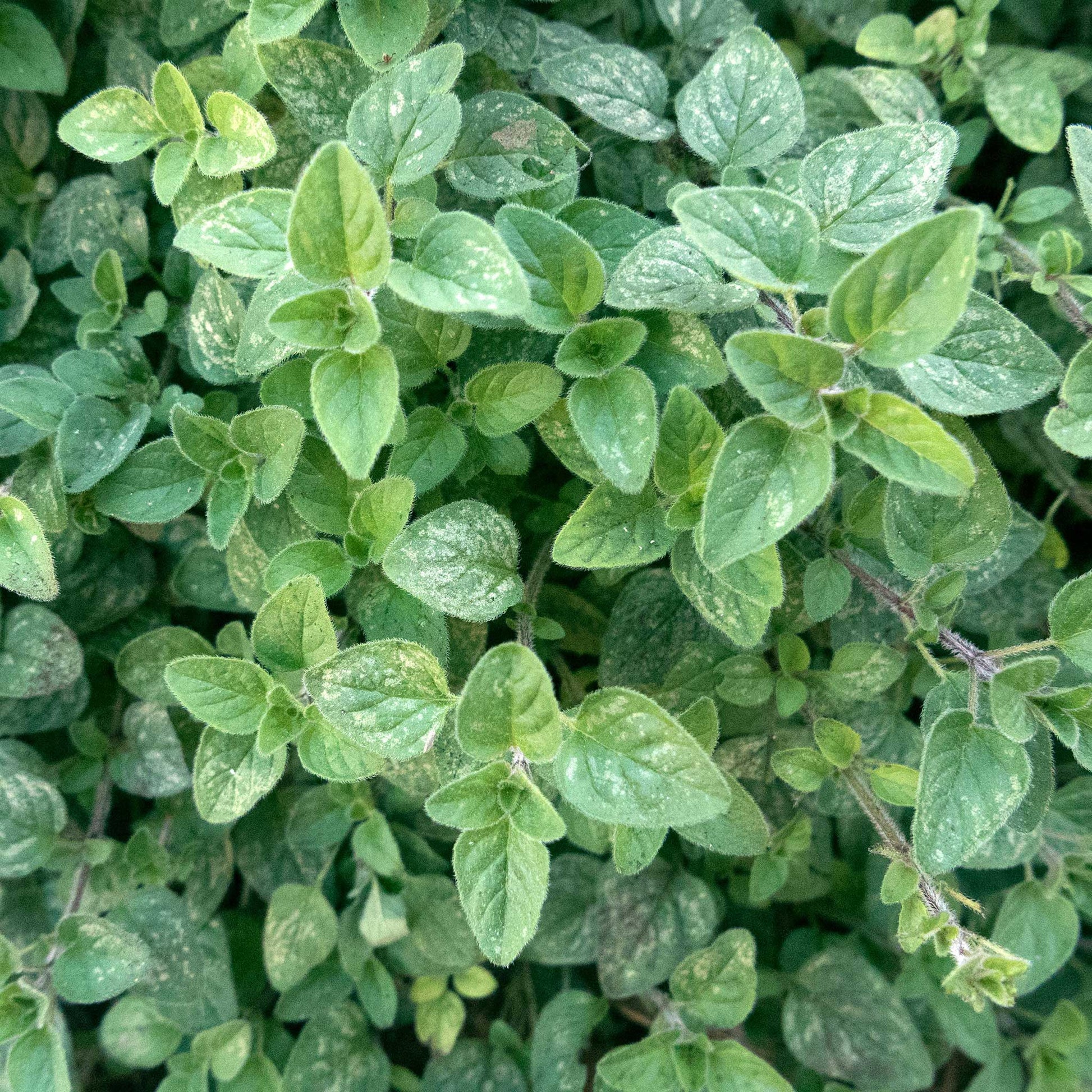 organic greek oregano