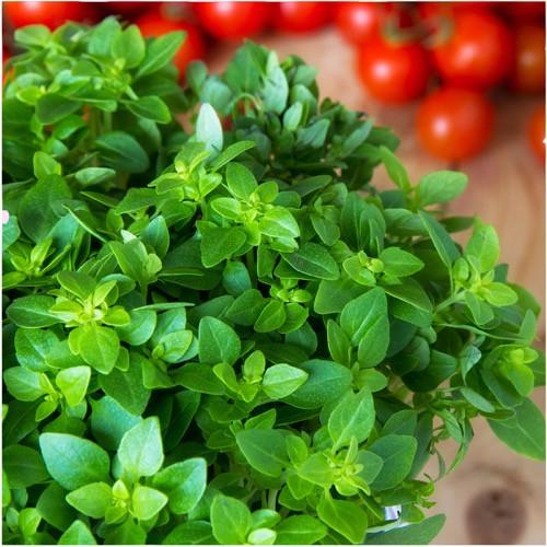 Organic Italian Oregano 