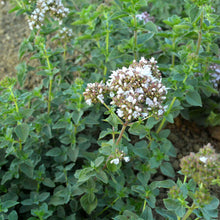 Close-up of oregano plant that is flowering a cluster of white flowers.