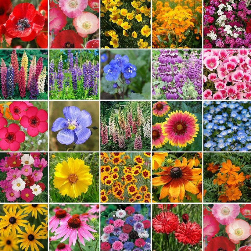 Pacific Northwest Wildflower Seed Mix Eden Brothers