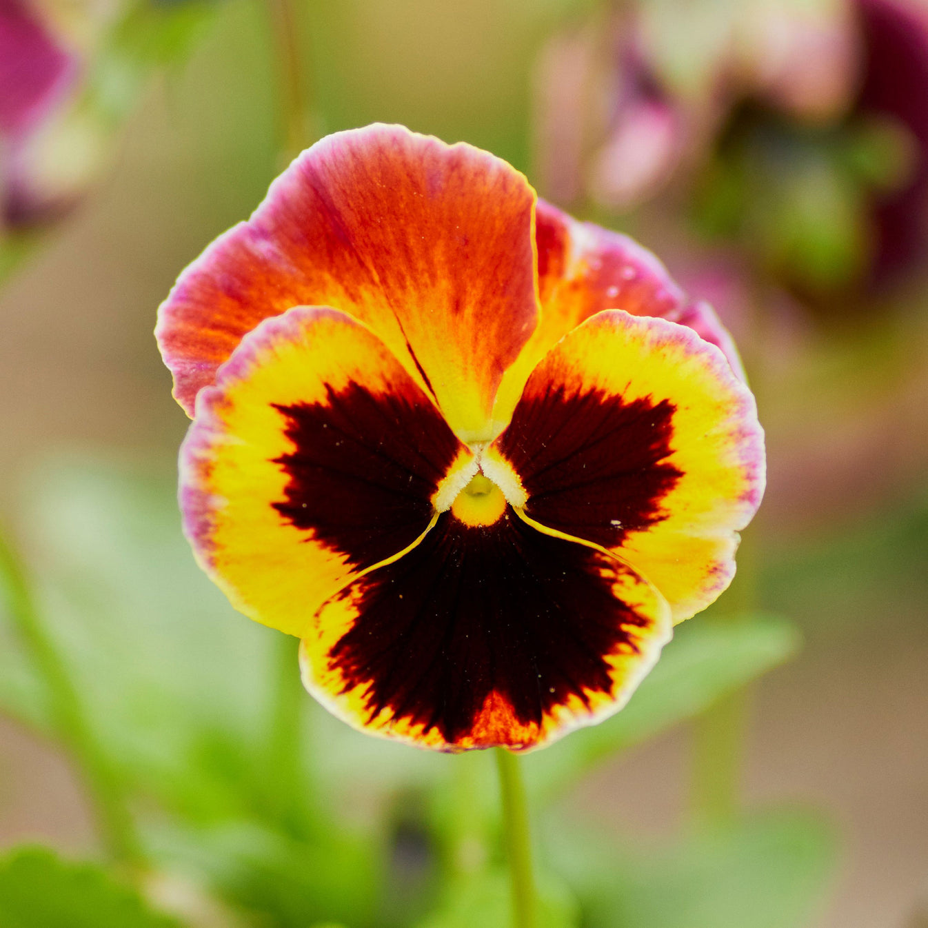 Pansy Seeds Mix Flower Seeds in Packets & Bulk Eden Brothers