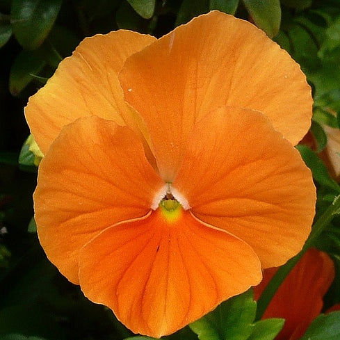 orange sun pansy 