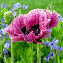 Deep plum papaver pattys plum close-up with a dark center against a blurred green background.
