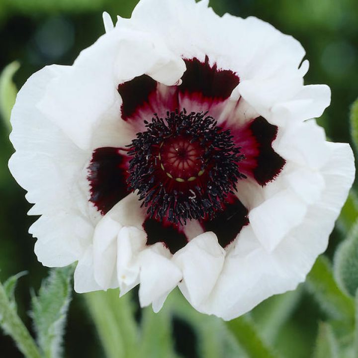 papaver orientale royal wedding