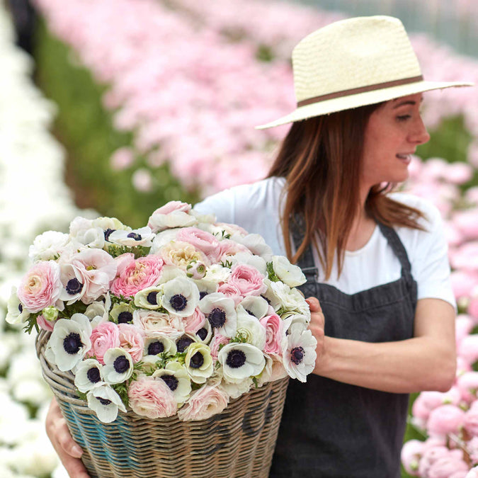 anemone ranunculus paris in spring collection