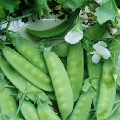 dwarf grey sugar pea 