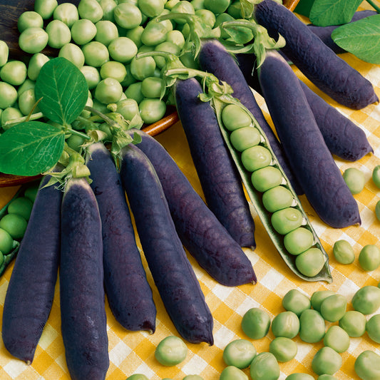 organic pea blue shelling