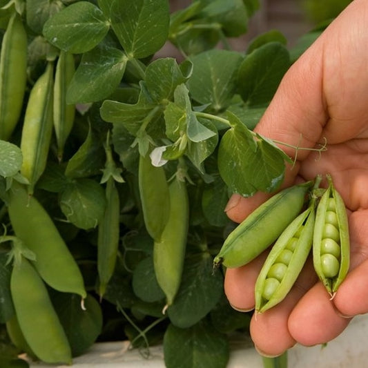 organic tom thumb pea 