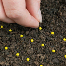 Pelletted seed small round yellow seeds being placed into dark soil by hand.