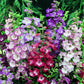 sensation mix penstemon 