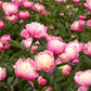 peonies bowl of beauty