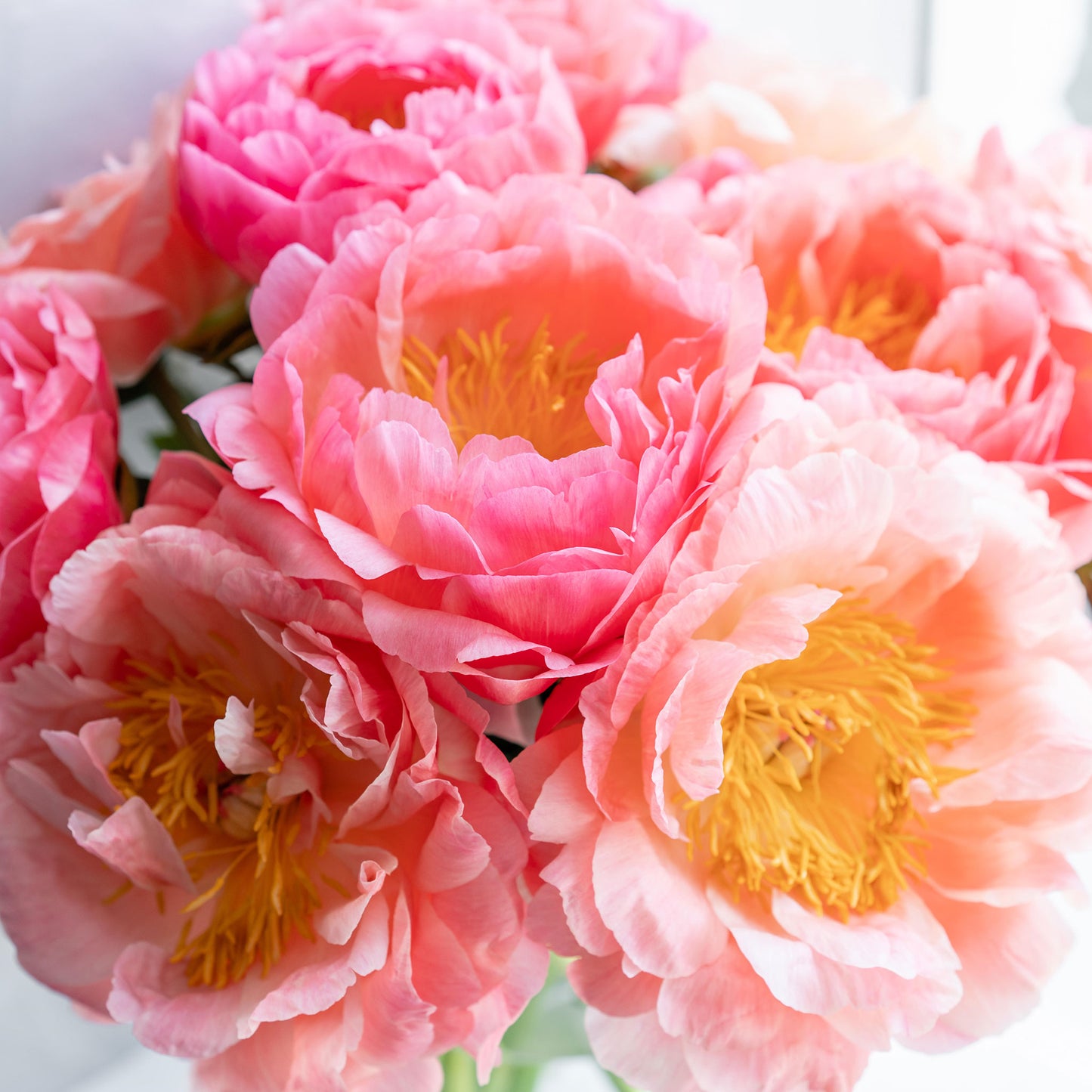 peony bridal bouquet