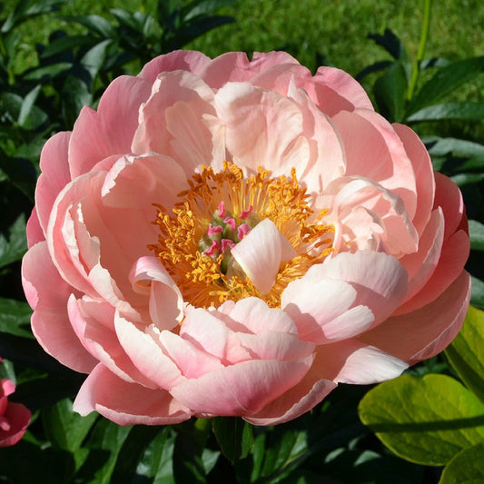 peonies coral charm