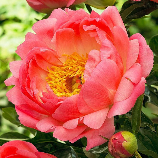 peony coral sunset