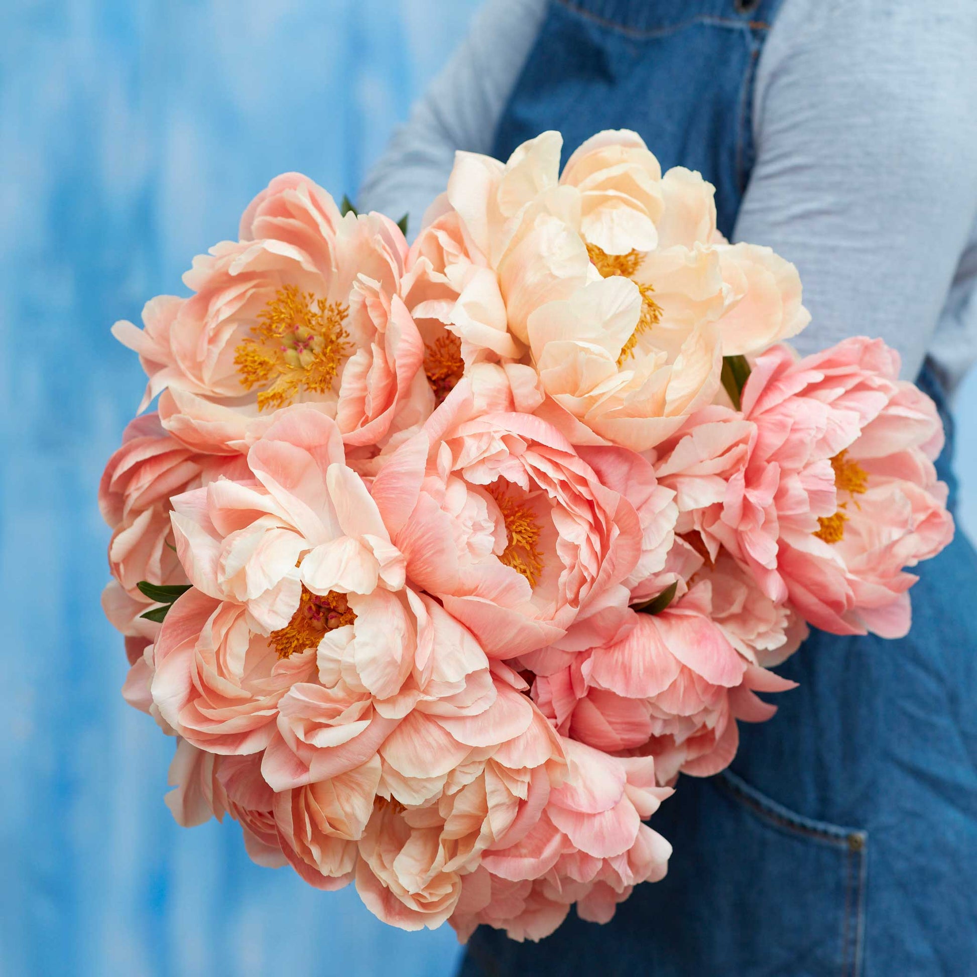 peony coral sunset