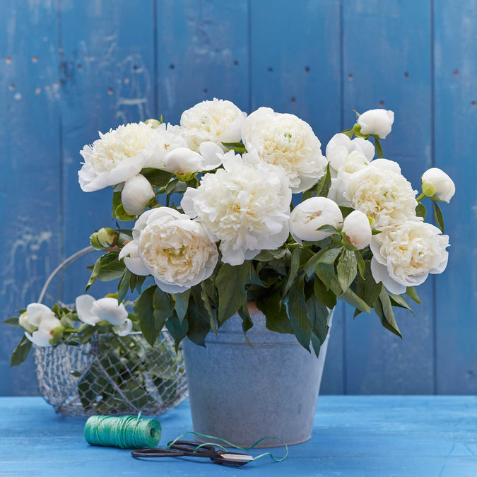 peony duchesse de nemours