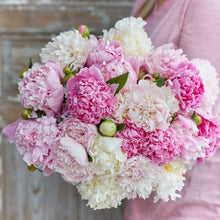 A person holding a bouquet of fluffy pink mix peony flowers with a wooden background.