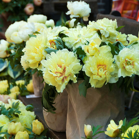 peony itoh bartzella