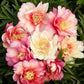 peony itoh julia rose