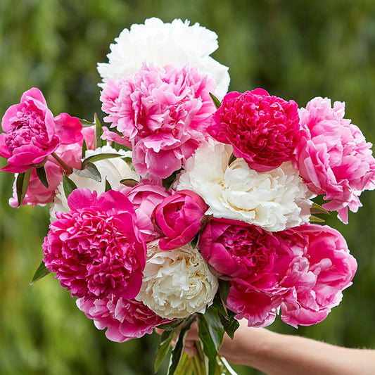 peony root jumbo mix