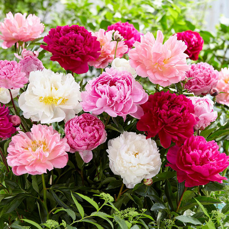 peonies mix