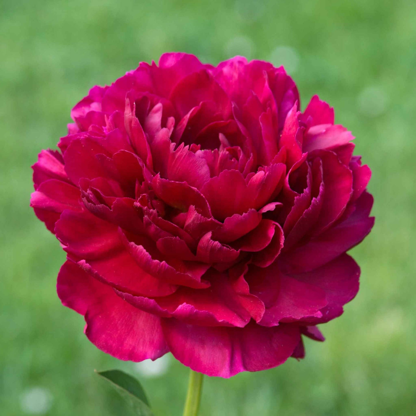 peony old faithful