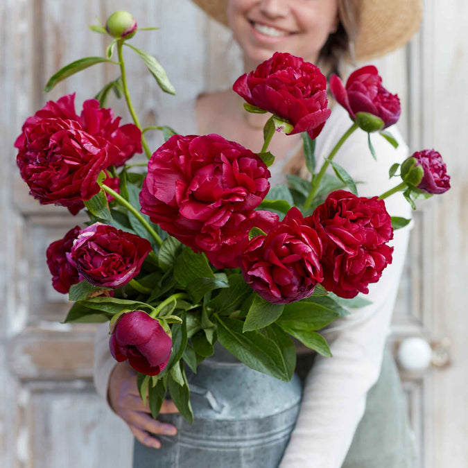 peony old faithful