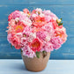 peony pastel mix