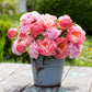 peony pink sunrise