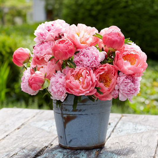 peony pink sunrise