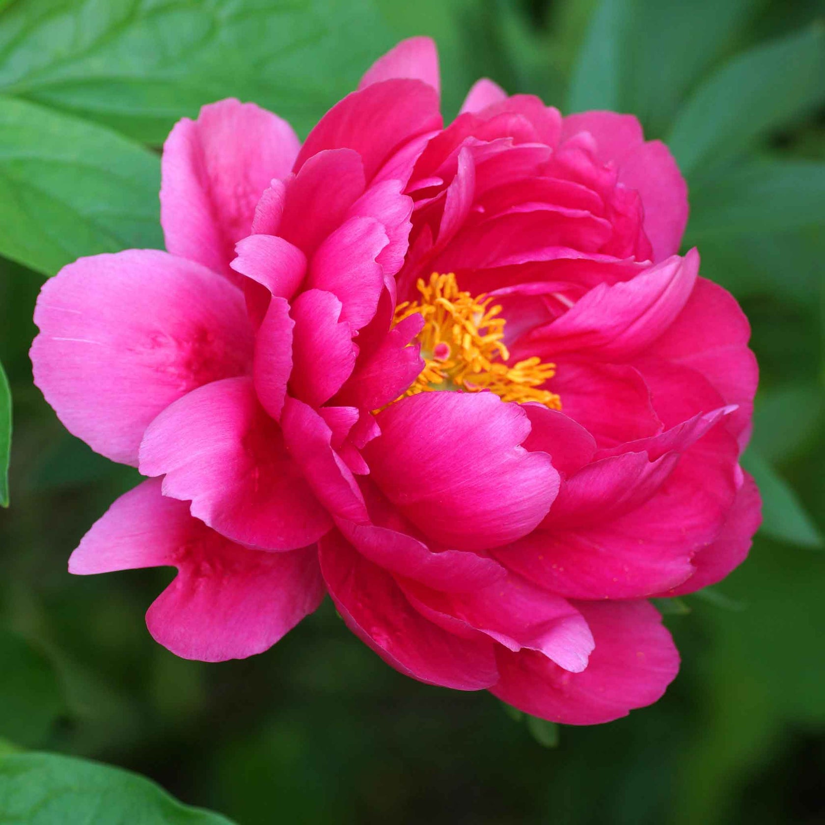 Peony Bulbs - Raspberry Charm | Flower Bulbs | Eden Brothers