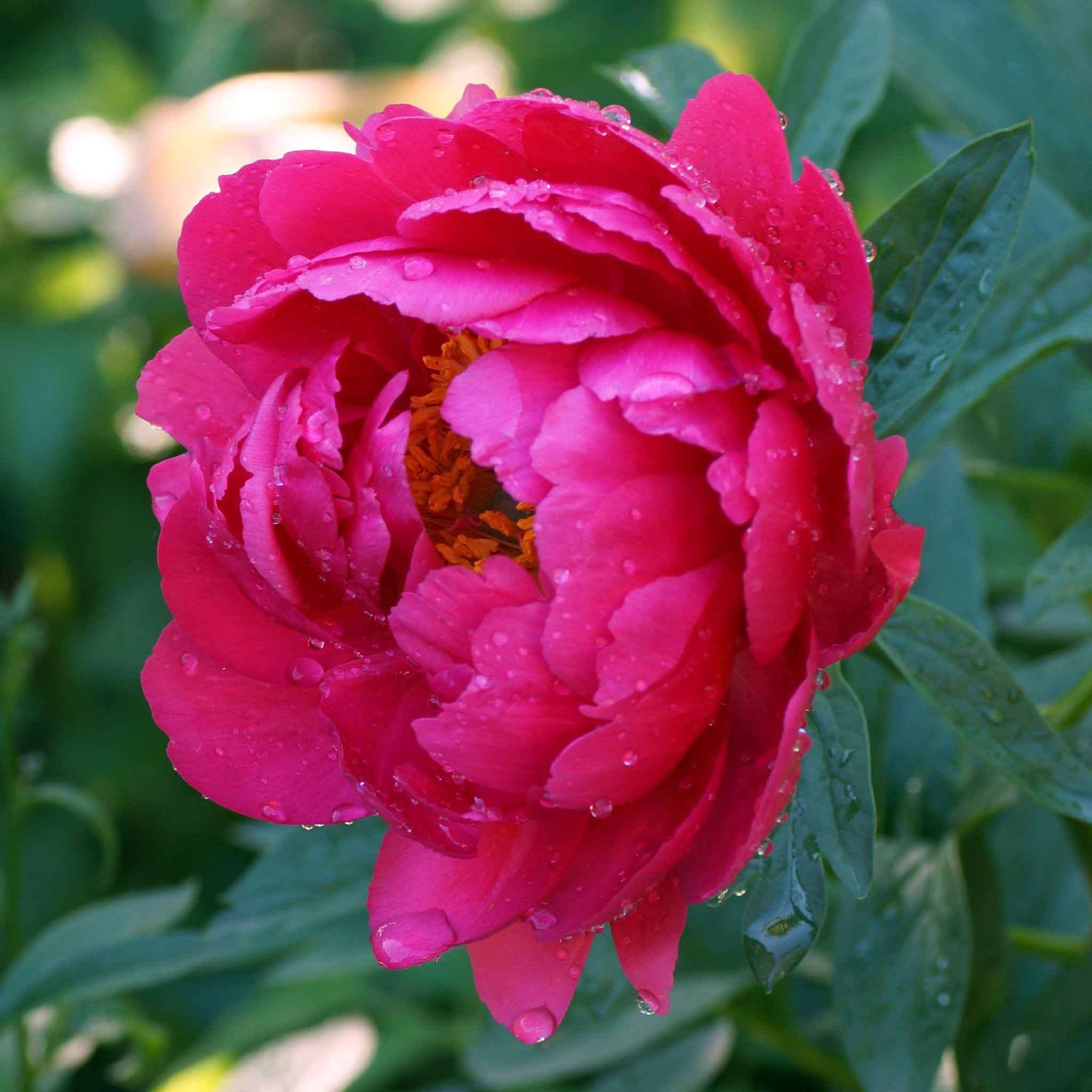 Peony Bulbs Raspberry Charm Flower Bulbs Eden Brothers