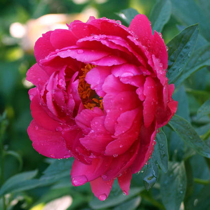 A close-up of a red peony raspberry charm with lush, ruffled petals and a golden center.