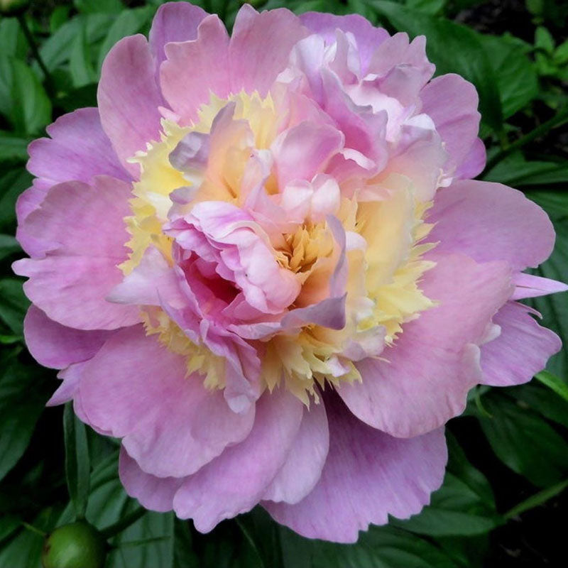 peony raspberry sundae