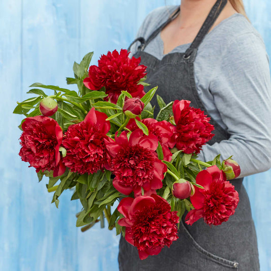 peony red charm