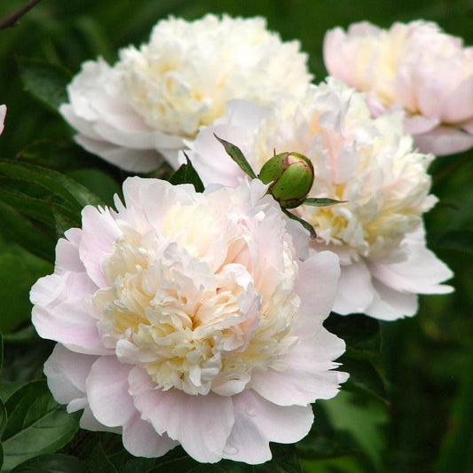 peonies shirley temple