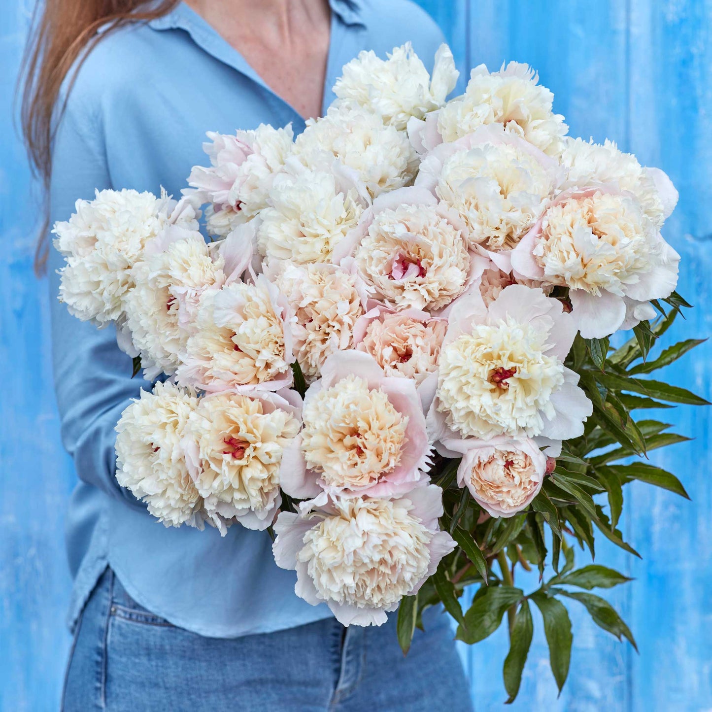 peonies shirley temple